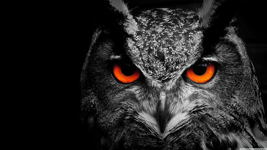 Owl Eye ❤ untuk Ultra TV • Wide & Ultra Wallpaper HD