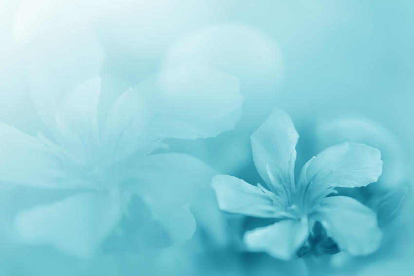 Pastel blue green beautiful spring flower bloom branch backgrounds with copy space for greeting card or environment cover page, template, web banner and header. 2885392 Stock at Vecteezy, pastel spring flowers HD wallpaper