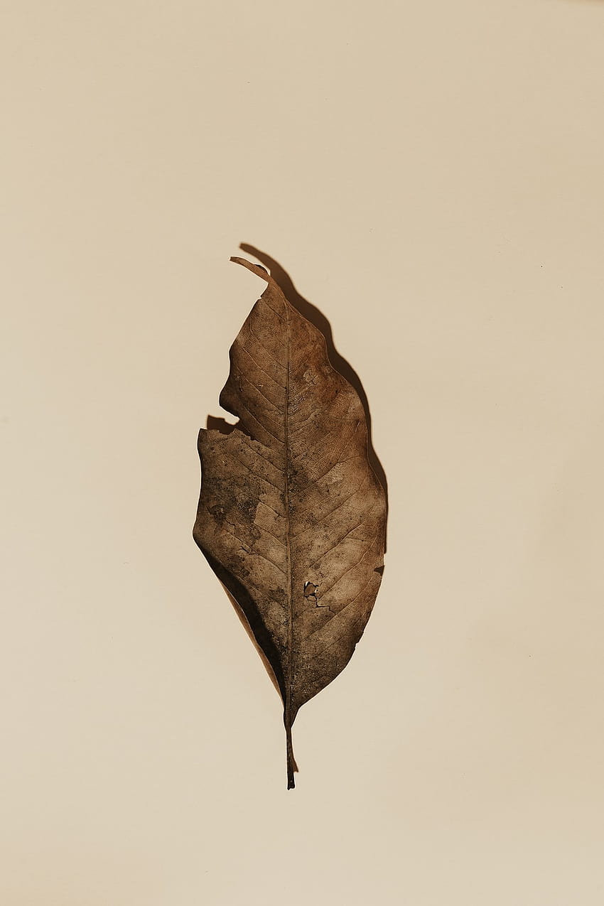 Dead Leaf, dry leaf HD phone wallpaper