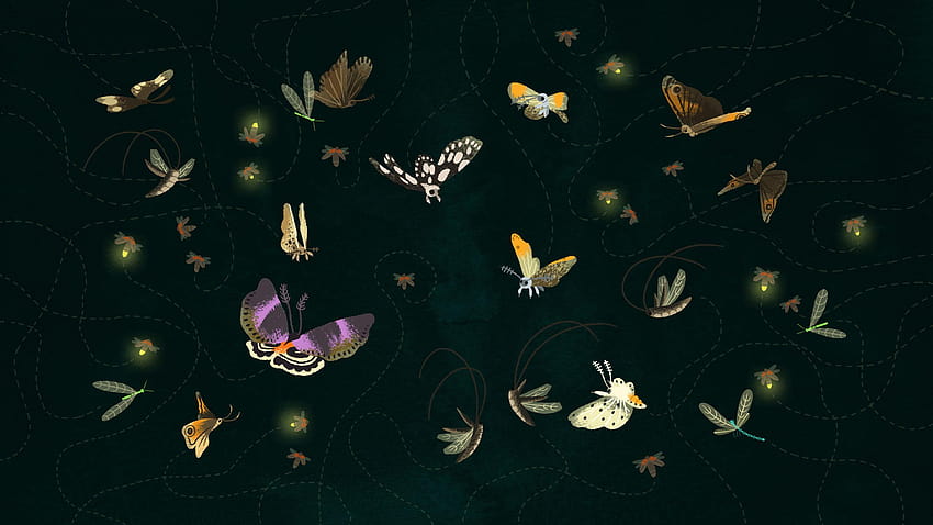 蛾蝶、蛾、ホタルとルナ蝶 高画質の壁紙