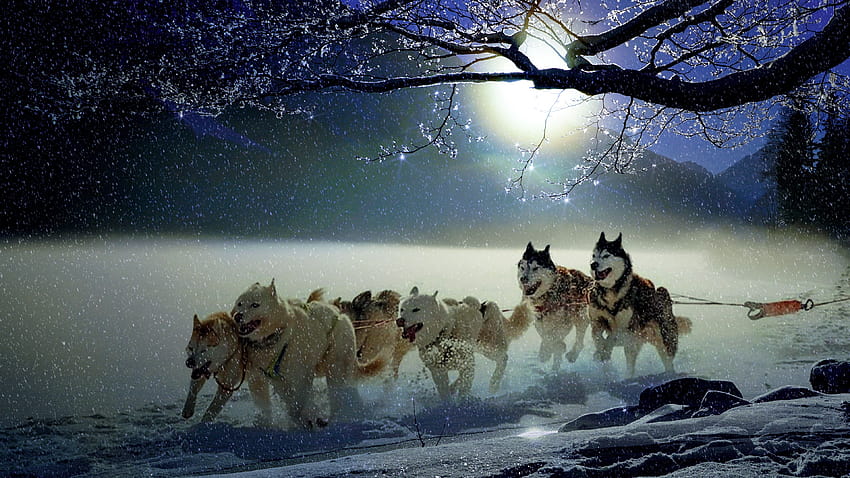 Winter Dogs Chromebook, inverno chromebook papel de parede HD