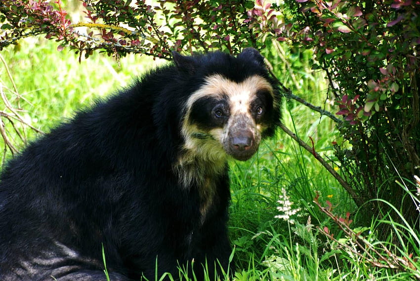 Spectacled Bear at Chester, 15/07/12 HD wallpaper