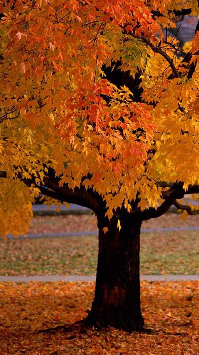 Autumn Gold for Galaxy S5 HD phone wallpaper | Pxfuel