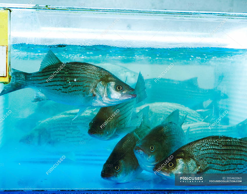 Poissons vivants nageant dans un aquarium bleu au marché aux poissons, gros plan Fond d'écran HD