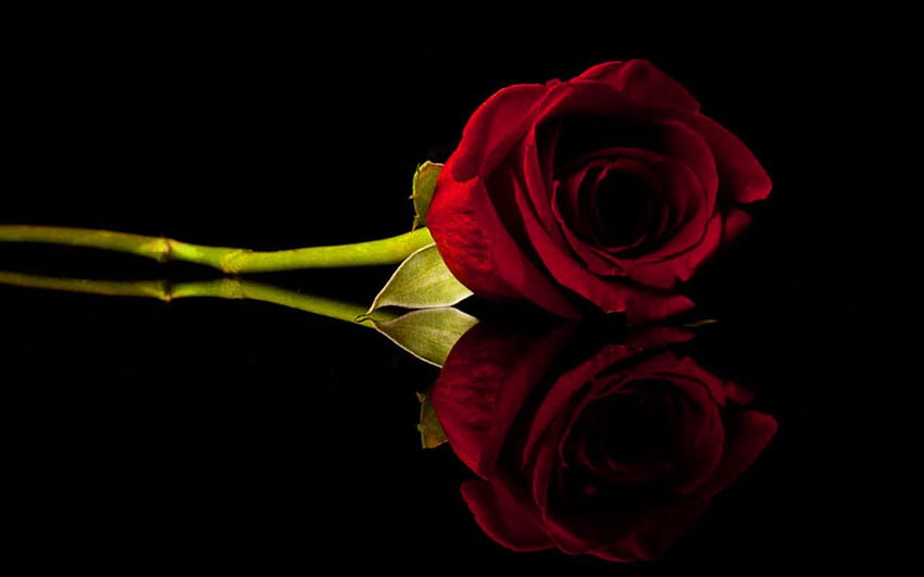 7 Mawar Hitam, mawar tunggal dalam kegelapan Wallpaper HD