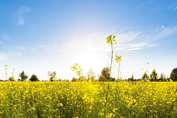 First day of spring 2021: When is the spring equinox? Other facts about the  start of spring. 