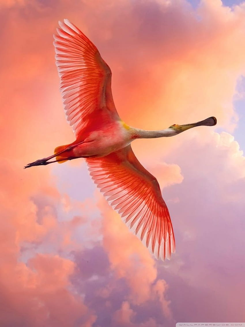 Beautiful Birds Flying Ultra Backgrounds for, flying birds mobile ...
