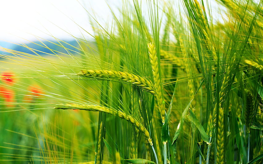 Rice Field 게시자: Ethan Thompson, 논 전경 HD 월페이퍼