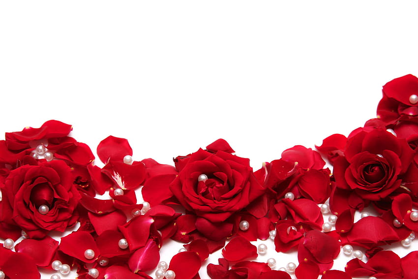 Червени рози с бял фон, червена сватба HD тапет