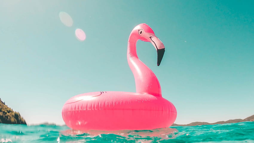 Flamingo Air Toy In Pool Summer, verano con piscinas fondo de pantalla