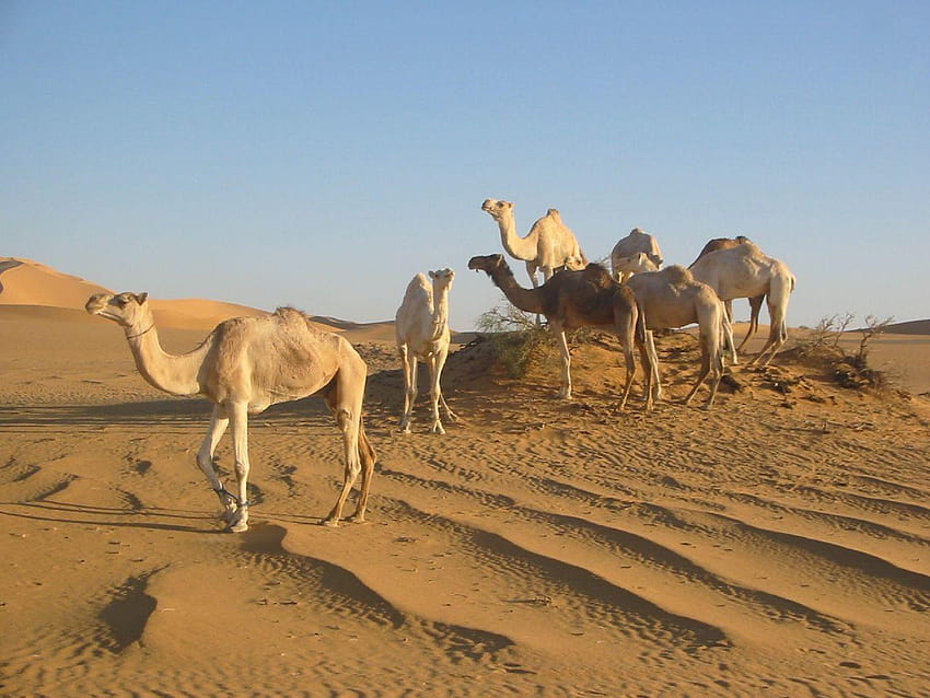 사하라+사막+동물+및+식물, 리비아 HD 월페이퍼