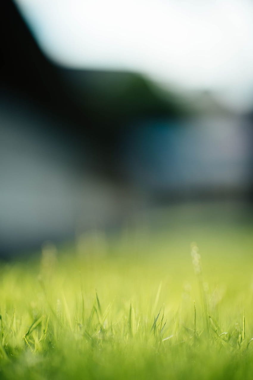 90 Grass Backgrounds : Backgrounds, cb blur HD phone wallpaper