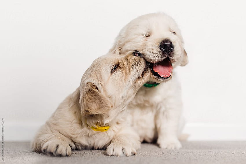 サマンサ・ゲールマンによるキスをするゴールデン・レトリバーの子犬の犬、犬にキスをする犬 高画質の壁紙