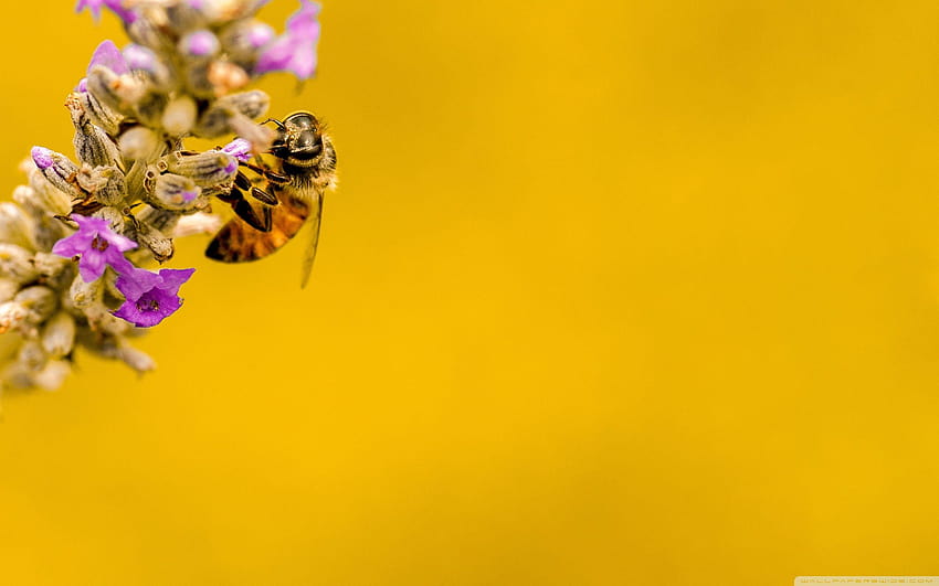 Lebah, Tanaman Lavender, Latar Belakang Kuning ❤, latar belakang lebah Wallpaper HD