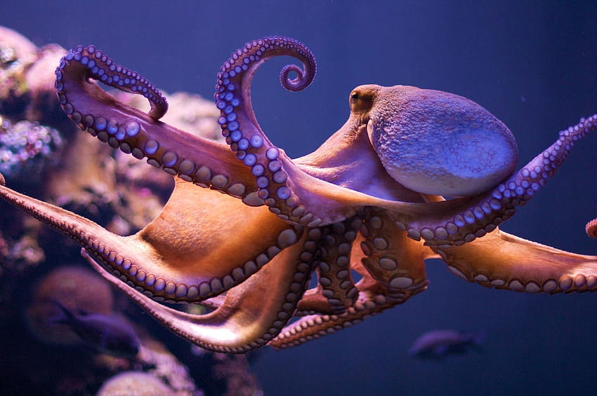 Marine Animal Octopus HD wallpaper