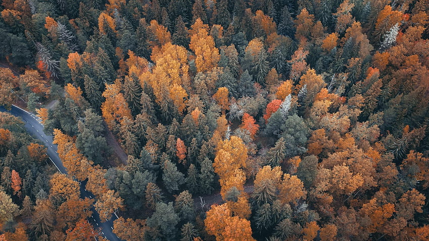 Las widok z góry, drzewa, droga, jesień 2560x1440 Q, podróż droga leśna jesień Tapeta HD