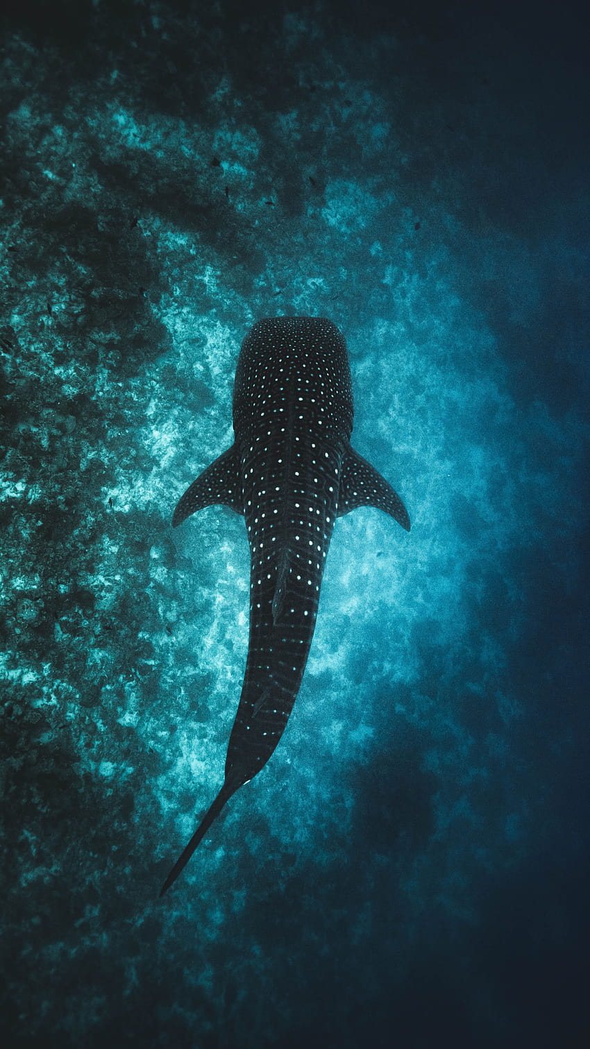 ジンベエザメの背景、クジラのアンドロイド HD電話の壁紙
