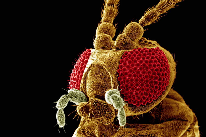 Elektron Mikroskobu Böceği HD duvar kağıdı