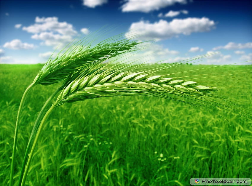 Зелени пшенични полета в • Елсоар HD тапет