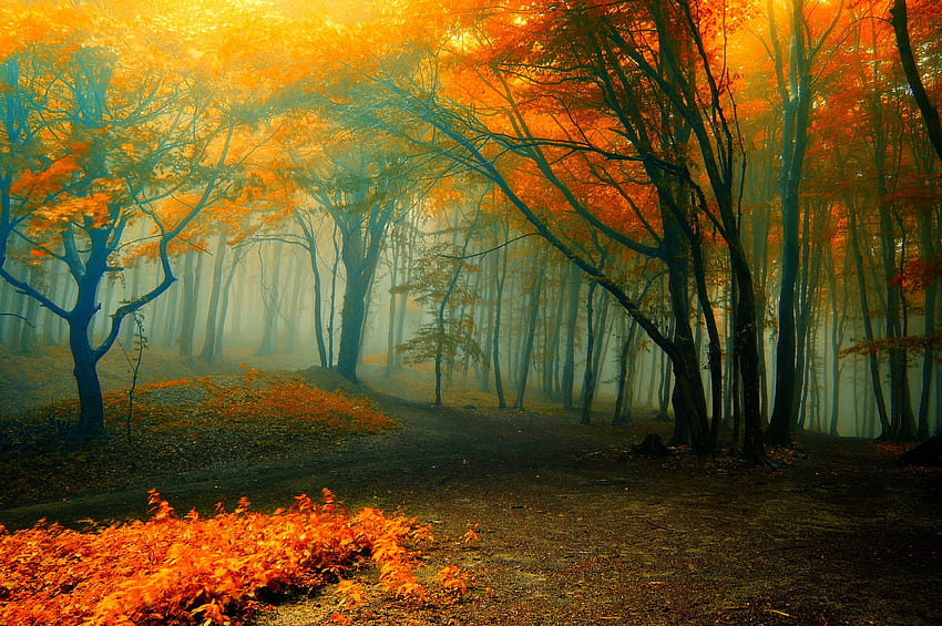 Autumn Rain Forest, autumn sunrise rain HD wallpaper | Pxfuel