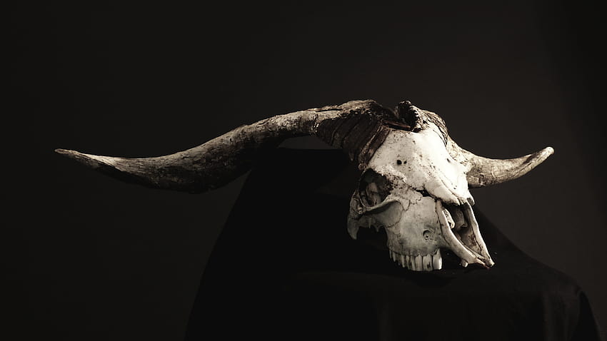 goat skull HD wallpaper