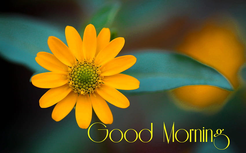 Good morning flowers HD wallpaper | Pxfuel