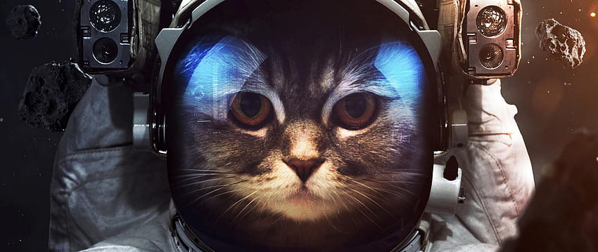 2560x1080 gatto, cosmonauta, tuta spaziale, doppio spazio, gattino nello spazio Sfondo HD