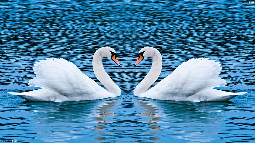 หงส์ขาวสองตัวในทะเลสาบ หงส์ขาวในทะเลสาบ วอลล์เปเปอร์ HD