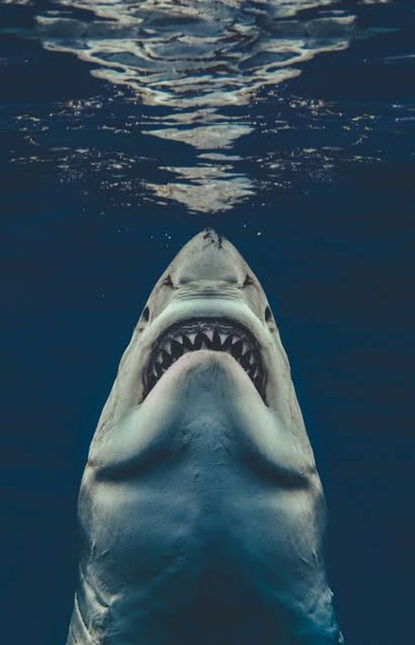 Great White Shark, il grande squalo bianco Sfondo del telefono HD