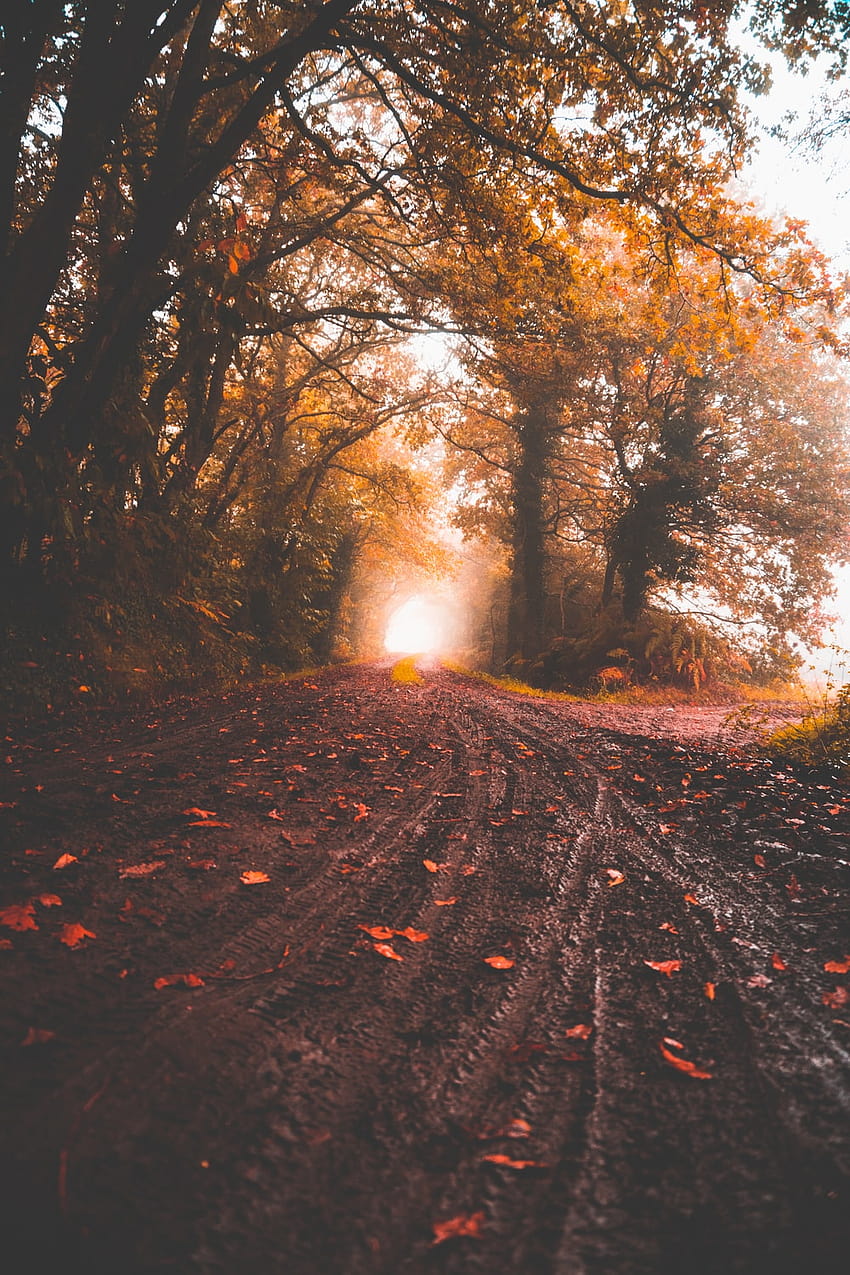 camino entre árboles de hojas amarillas durante el día – Otoño encendido, otoño durante el día fondo de pantalla del teléfono