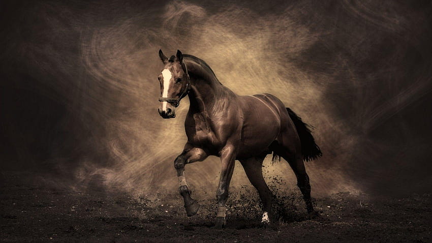 Pin di I'ld rather be riding, horse portrait Wallpaper HD