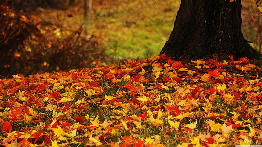 : Autumn Leaves, brown autumn leaf HD wallpaper