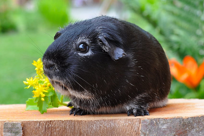 Black Guinea Pig on the Plank · Stock, guinea pig black and white HD wallpaper