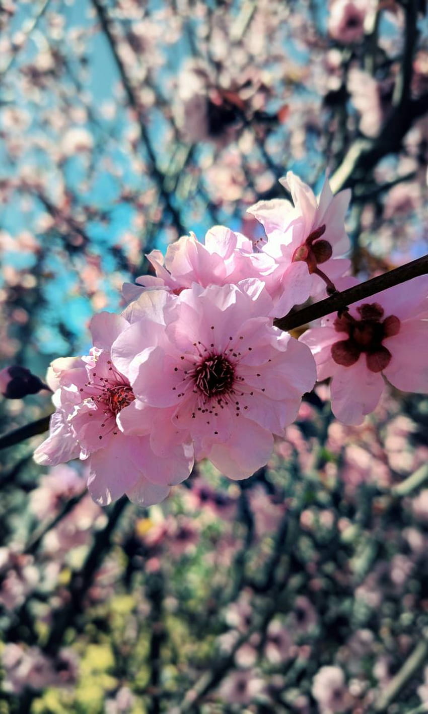 Plum Blossom by Poyochan วอลล์เปเปอร์โทรศัพท์ HD