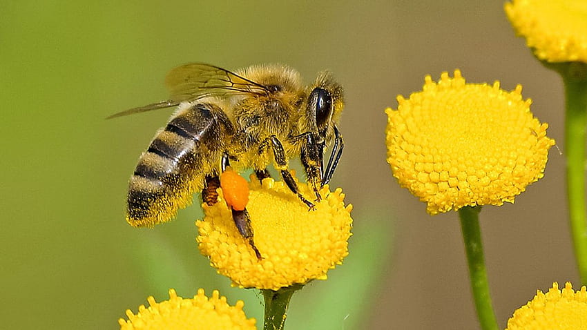 Como o zumbido das abelhas fere as abelhas selvagens papel de parede HD