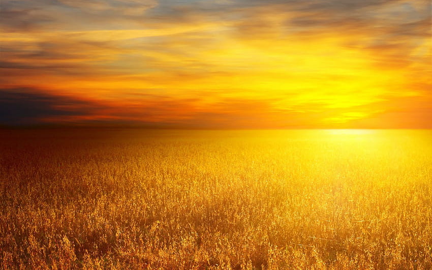 Ladang gandum matahari, ladang gandum Pemandangan millet, ladang gandum matahari Wallpaper HD