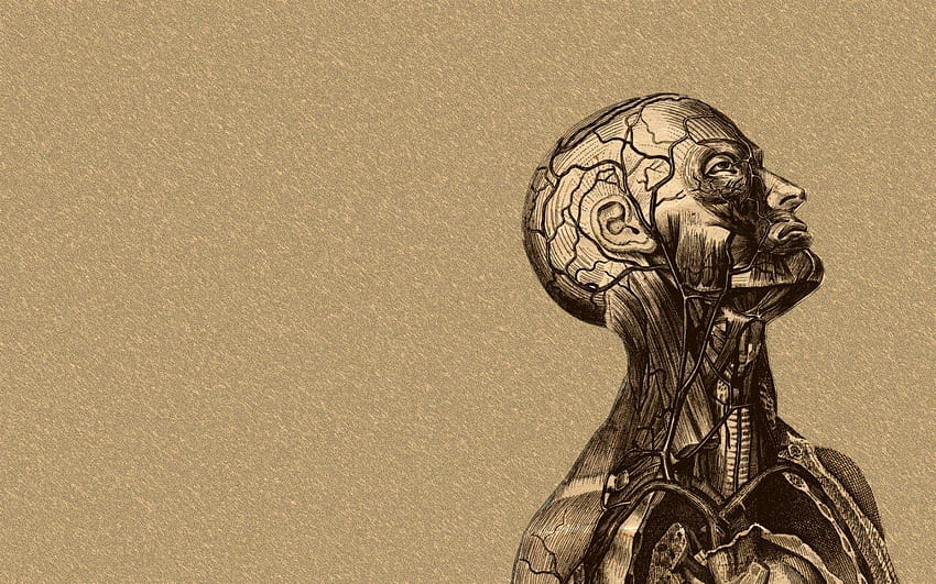 Brain, thinker HD wallpaper