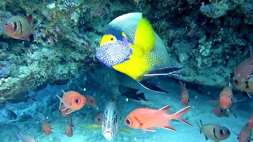 Poisson-ange à face bleue 19182 Fond d'écran HD