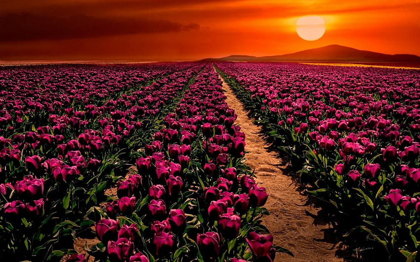 Purple Tulips & Orange Sky HD wallpaper