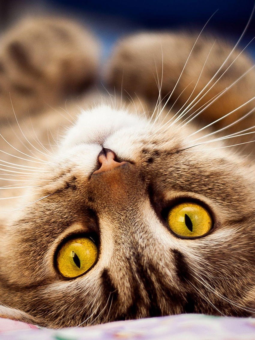 Upside Down Cat Amber Eyes Android HD phone wallpaper