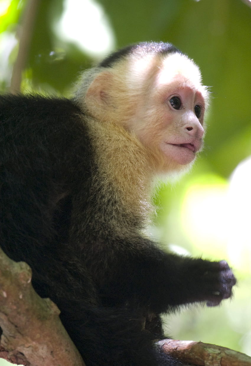 white faced capuchin pet