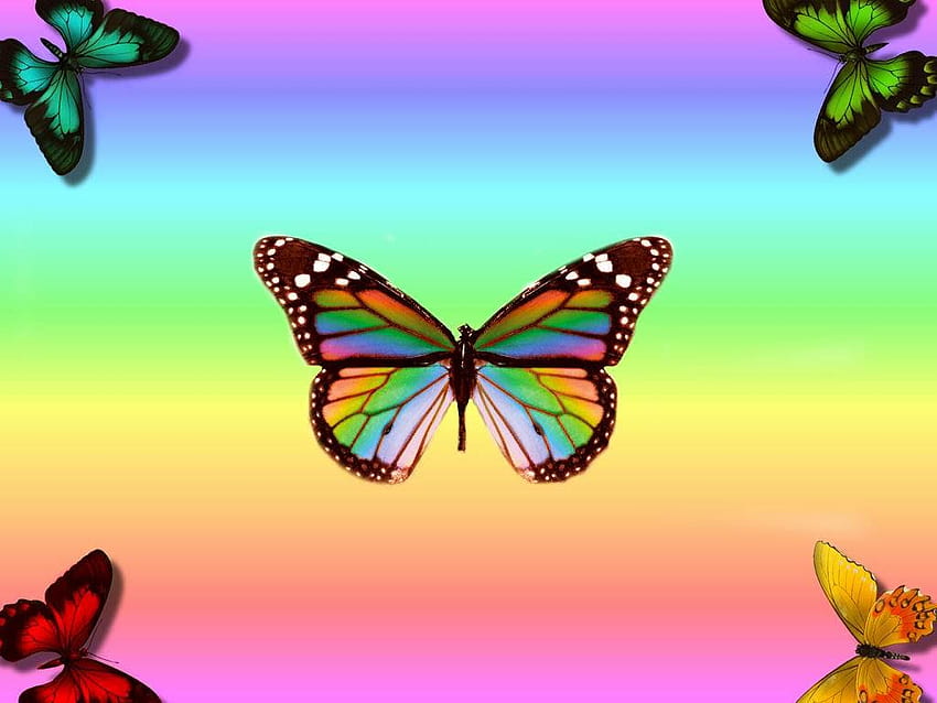 Veronica N. Cuyugan: Moim duchowym zwierzęciem jest motyl, rodzaje motyli Tapeta HD