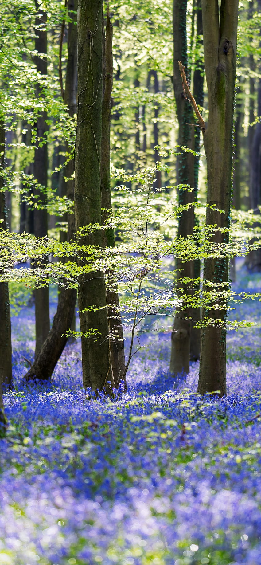 Forest , Trees, Woods, Green leaves, Purple Flowers, Nature, forest green iphone 13 HD phone wallpaper