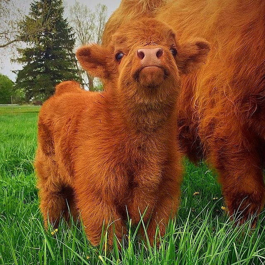 farm animals, fluffy cows HD phone wallpaper