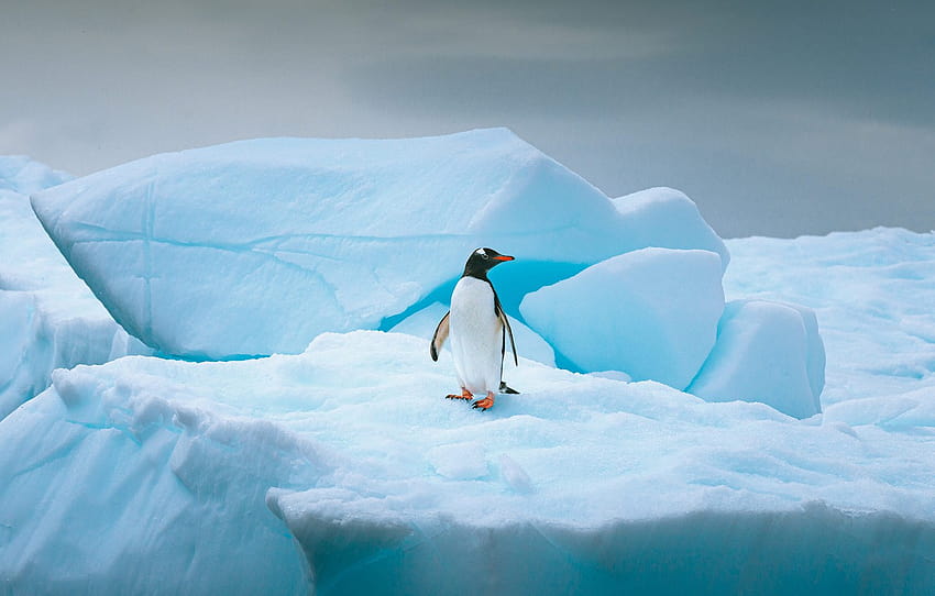 winter, snow, nature, bird, ice, glacier, iceberg, penguin, floe, blue tones, Antarctica, block of ice , section животные, penguin on ice HD wallpaper