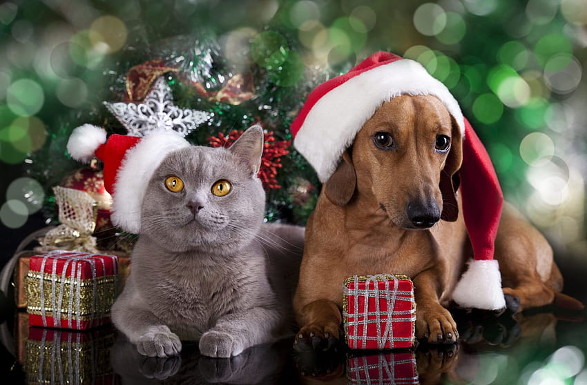 Christmas Cats Dogs New Tab Theme GoodTimes [1920x1261] for your , Mobile & Tablet, cute christmas cats and dogs HD wallpaper