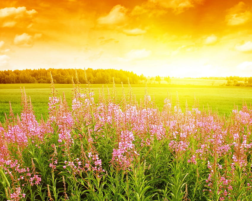 Heller Frühlingssonnenaufgang erweckt die Blumen des Frühlings [2560x1600] für Ihr , Handy und Tablet, Frühlingssonnenaufgangsblumen HD-Hintergrundbild