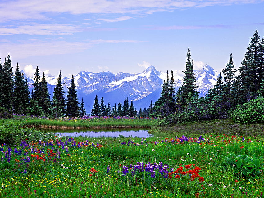 Flores silvestres alpinas Montañas Rocosas Columbia Británica Flores, flores silvestres de montaña fondo de pantalla