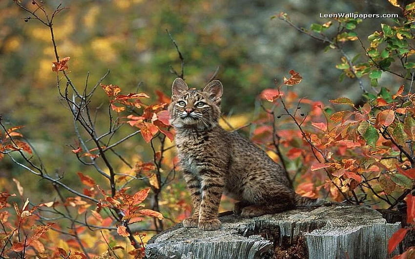 Bobcat 331782 HD wallpaper | Pxfuel