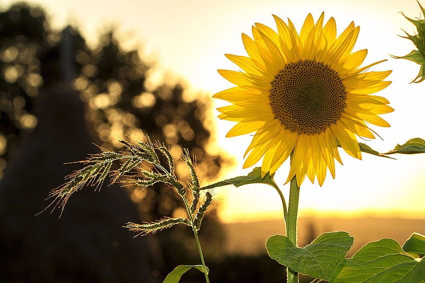 自然 日没 植物 花 夏 太陽 農業 黄色、夏の黄色 高画質の壁紙